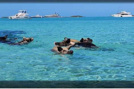 Review img # 2 of the yacht Dolce Vita