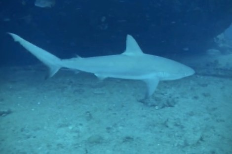 Review img # 78 of the yacht GAMBIT