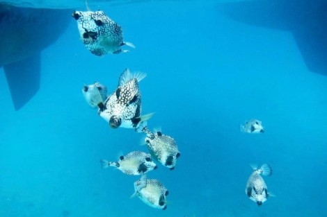 Review img # 76 of the yacht ISOLABLUE