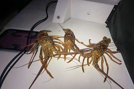 Review img # 67 of the yacht LE REVE L620 ESSENCE