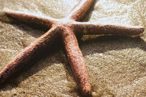 Review img # 19 of the yacht LE REVE L620 ESSENCE