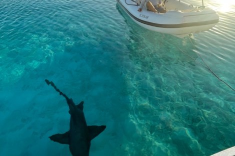 Review img # 71 of the yacht MUCHO GUSTO