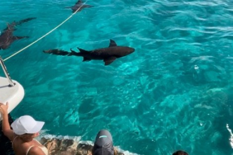 Review img # 62 of the yacht MUCHO GUSTO