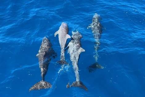 Review img # 95 of the yacht SANDY CINCO